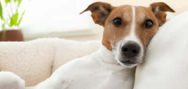 What Everybody Ought To Know About Dog's Memory