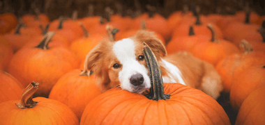 Too much top pumpkin for dogs