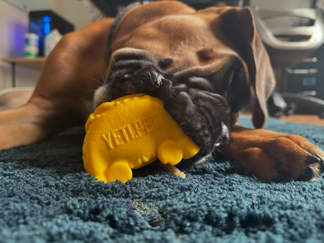 Mental Stimulation Dogs