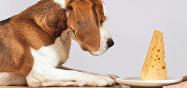 Cheese For Dogs: Good or Bad?