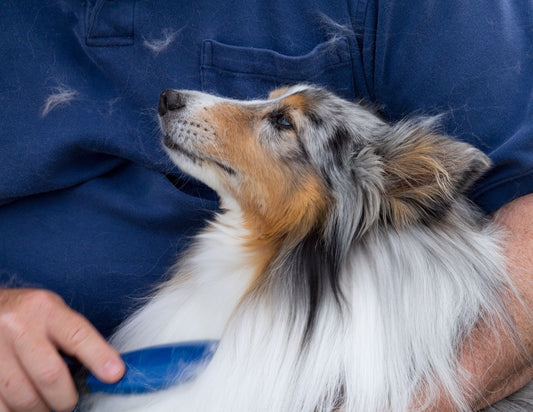 Shedding Season Solutions: Tips to Manage Your Dog’s Coat