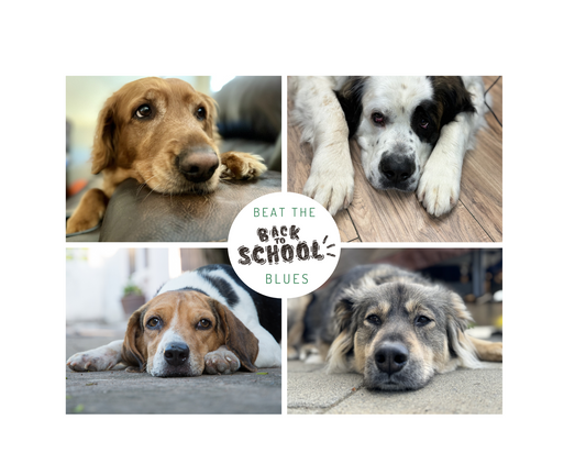 Dogs Back to School Blues
