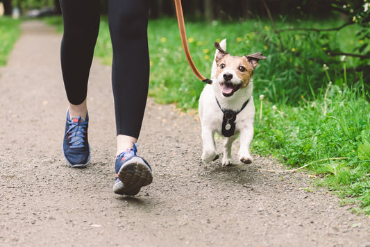 Hot Pup, Cool Moves: Summer Fitness Trends to Try with Your Pup
