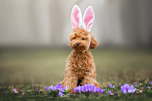 Pet-Friendly Easter Ideas: How to Celebrate with Your Pet