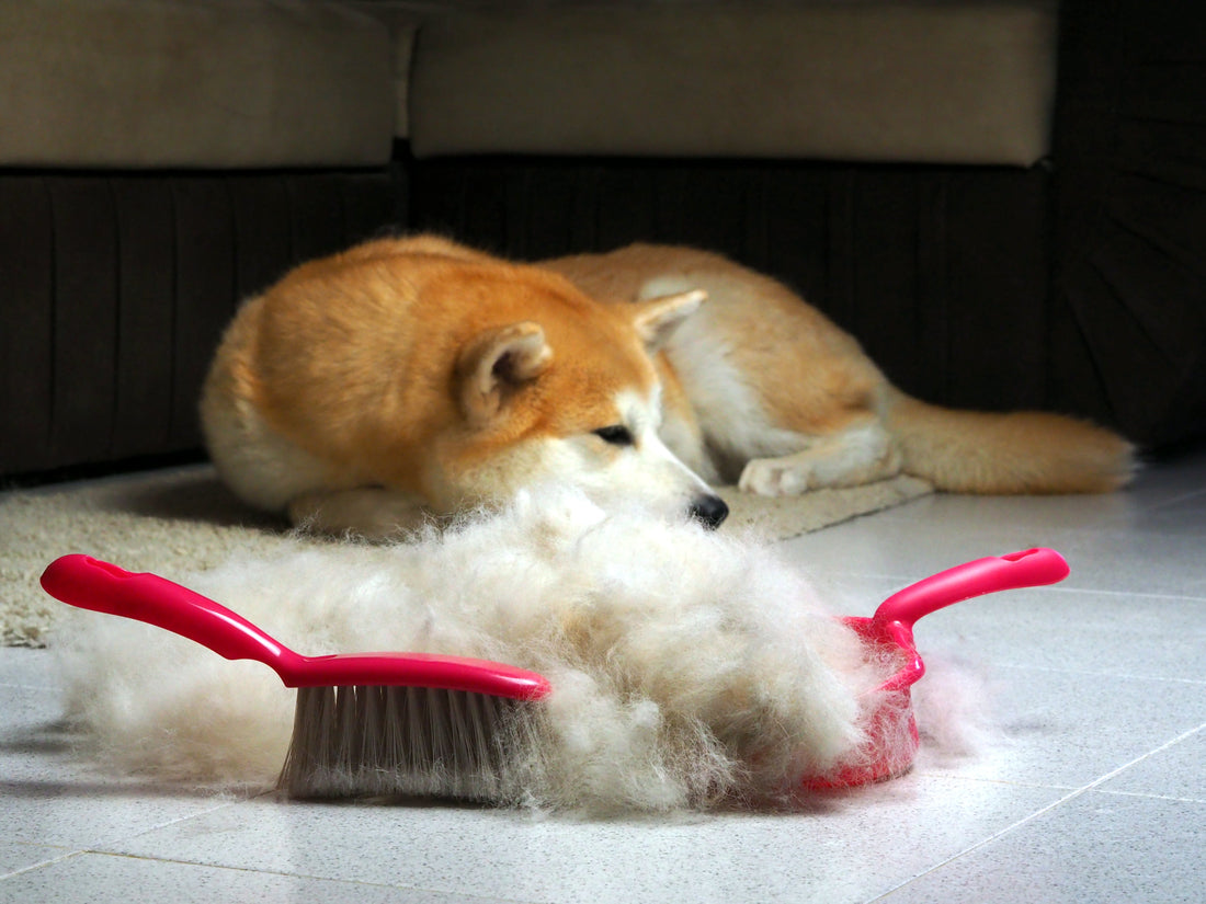 Spring Cleaning Tips for Dog Owners: Refresh Your Home & The Pup’s Gear