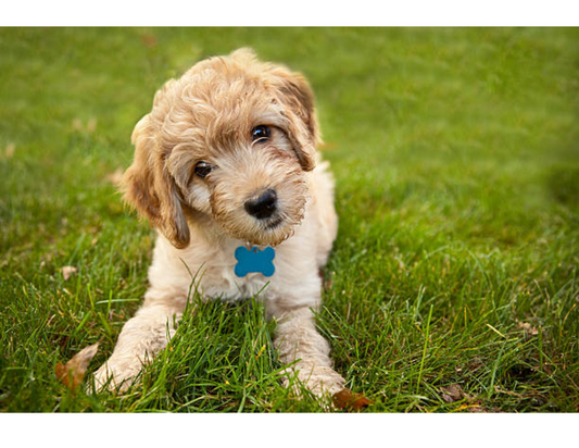 Understanding Your Dog’s Body Language: What Your Pup’s Really Saying