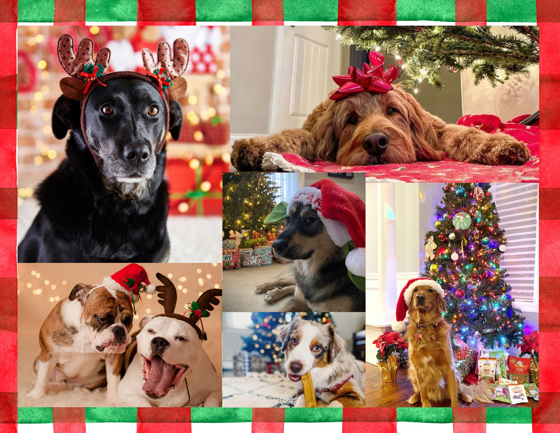 Creative DIY Holiday Photoshoot Ideas with Your Dog!