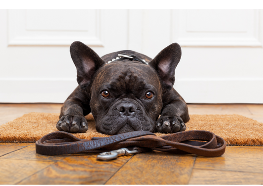 Choosing Between Collars and Harnesses: Finding the Perfect Leash Solution for Your Dog
