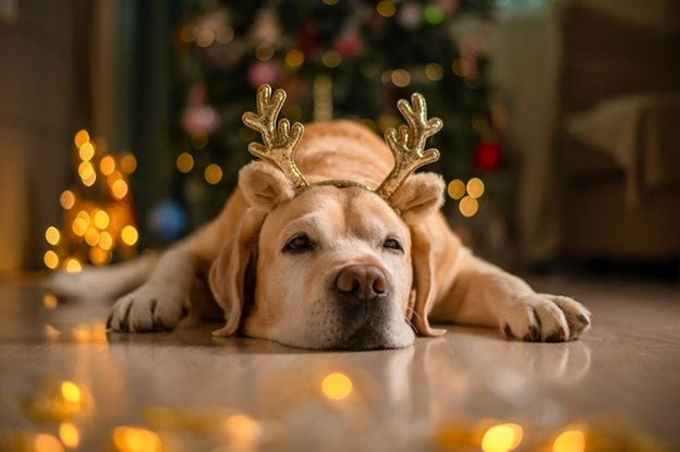Calm and Cozy Holidays: Helping Your Dog Relax During Festive Gatherings