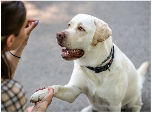 Maximizing Training Success: A Guide to Treat-Based Rewards for Dogs