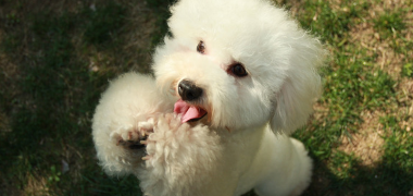 How To Obedience Train Your Dog