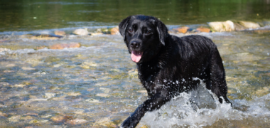 7 Wonders of Your Dogs