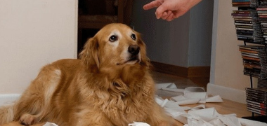 Bad Dog Behaviors and Solutions