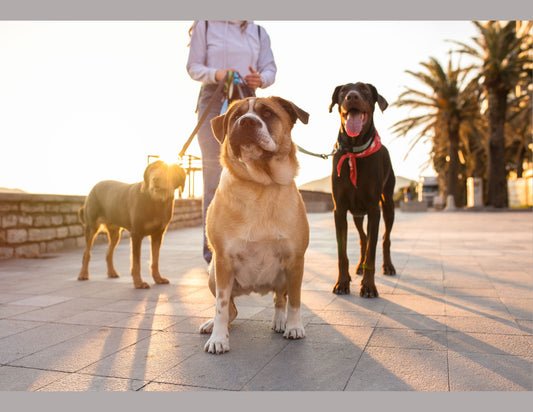 A Paws-Itive Start to 2025: 31 Days of Fitness & Fun with Your Dog!