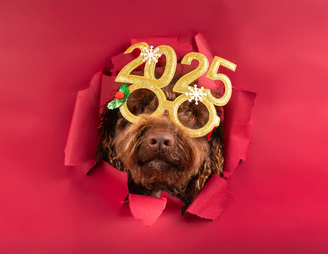 Make 2025 Pawsome: New Year’s Resolutions to Bond with Your Dog