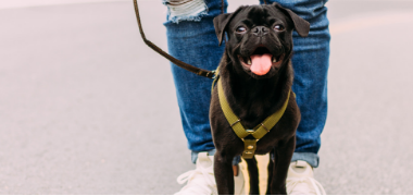 Don't Adopt a Dog Without Asking Yourself These 6 Questions