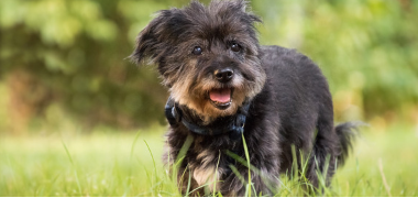 5 Tips To Keep Your Good Old Dog Healthy