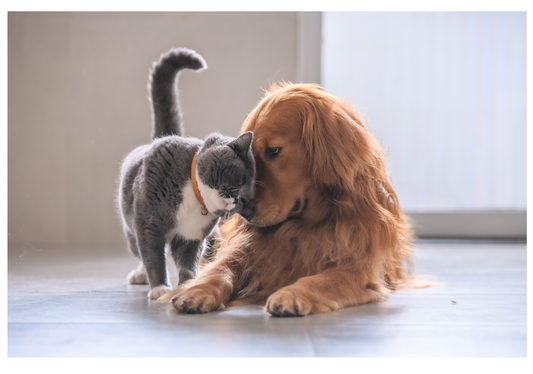 Pet Sitter Education Month: How Trained Sitters Keep Pets Happy and Safe