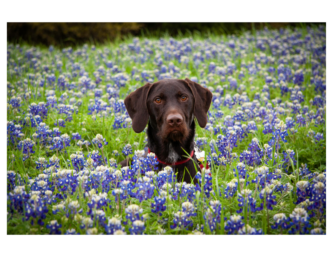 Allergy Season and Your Dog: How to Keep Them Comfortable