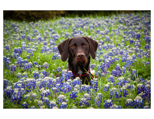 Allergy Season and Your Dog: How to Keep Them Comfortable