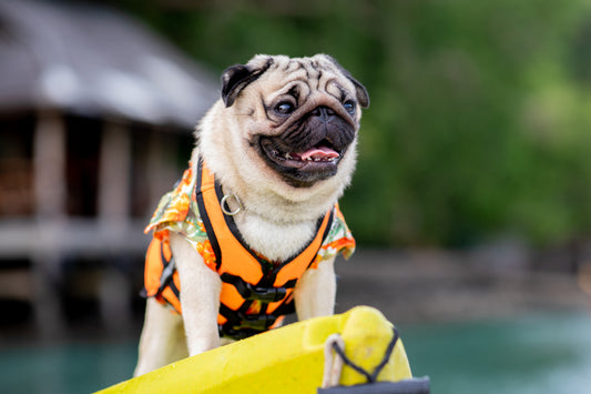Summer Splash: Water Safety Tips for Your Dog