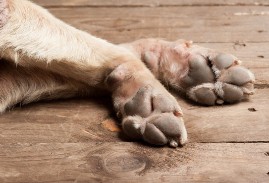 Summer Dog Paw Care Tips: Protect Your Pup’s Paws from Heat and Injury
