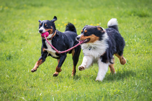 Understanding Your Dog’s Play Style: Why It Matters and How to Match Their Energy