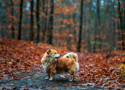 Fall is Here! What Dog Owners Should Be Mindful Of