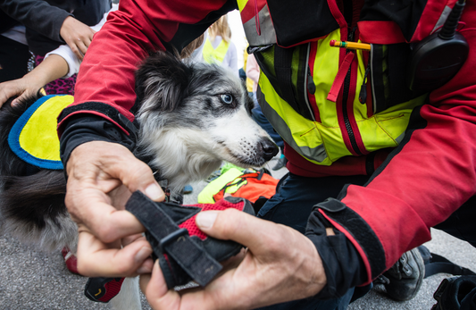 Pet Fire Safety: How to Protect Your Pets Before, During, & After a Fire
