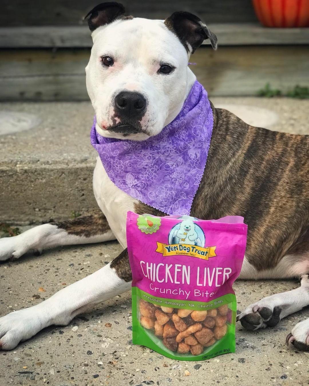 Dog enjoying Yeti Chicken Liver Crunchy Bites
