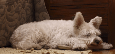 Furry white dog sleeping in a normal position
