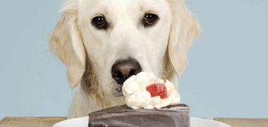 7 Things You Should Never Feed Your Dog