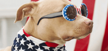 Fourth of July Safety Measures For Your Dog