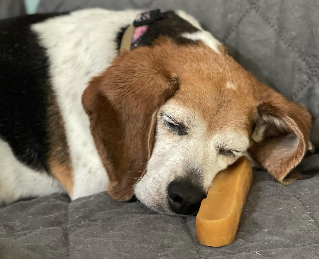 Traveling for the Holidays? Here’s How to Keep Your Dog Calm and Occupied