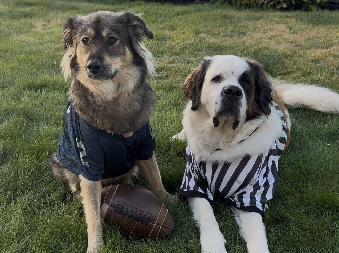 How to Make Super Bowl Sunday Fun (and Safe) for Your Dog