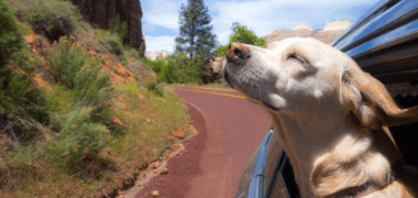 Ways Dogs Make Human Happy and Healthy