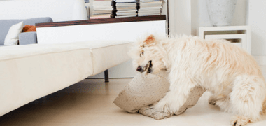 7 Reasons For Your Dog's Bad Behavior