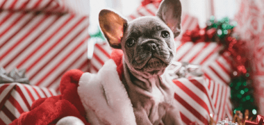 Holiday Hazards: How to Keep Your Pet Safe And Enjoy a Stress-free Holiday Season Together