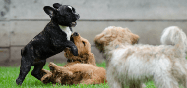 25 Little Known Facts About Dogs