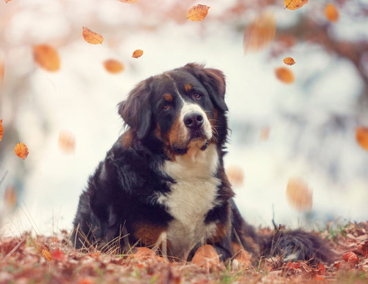 Tips for Autumn Dog Adventures: Keeping Your Pup Safe and Happy This Fall