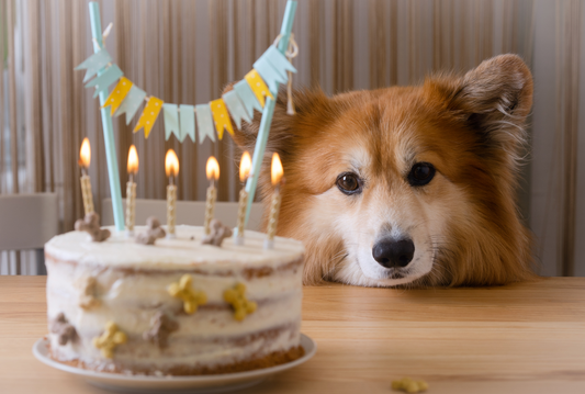 The Ultimate Guide to Throwing a Trendy Pup Paw-ty (In Person or Virtual)