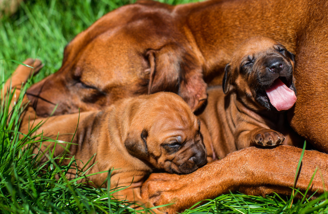 A Mother’s Love: The Natural Bond Between a Canine Mother and Her Pups