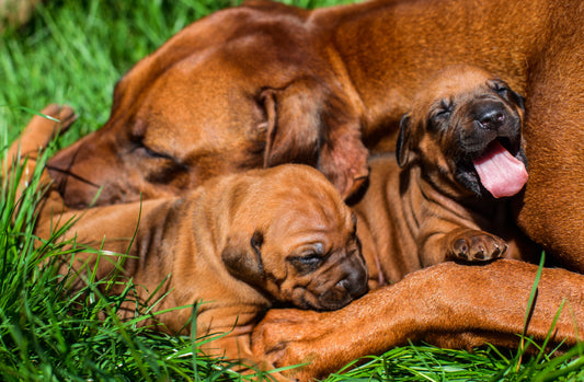 A Mother’s Love: The Natural Bond Between a Canine Mother and Her Pups