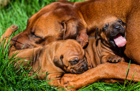 A Mother’s Love: The Natural Bond Between a Canine Mother and Her Pups