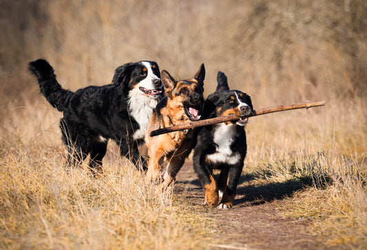 The Dog Park Debate: Safe Socialization or Stress Factory?