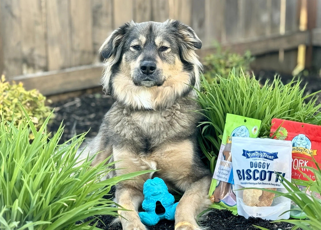 How to Capture Perfect Instagram Photos and Videos of Your Dog