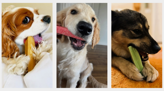 The Mistake Dog Owners Make With Treats (And How to Fix It)