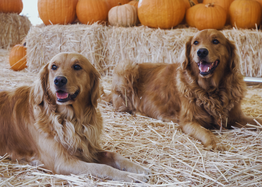 Make Your Dog Part of Your Fall Festivities!