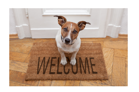 How to Create a Stylish and Durable Dog-Friendly Home You'll Love