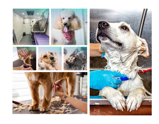 Key Steps to Launch and Run a Thriving Mobile Pet Grooming Business